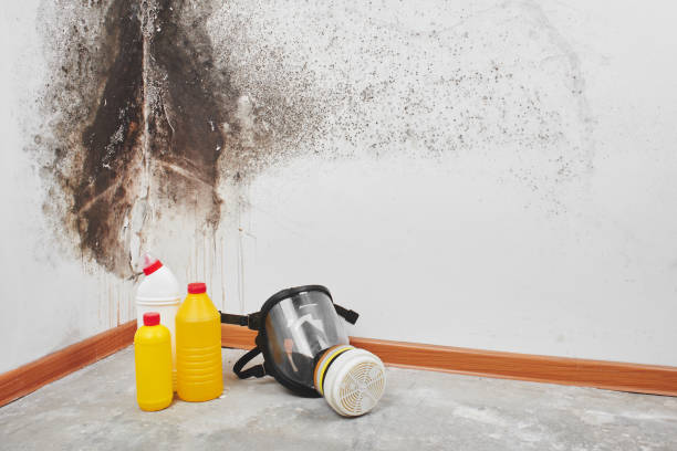 Best Best Mold Removal Companies  in Thornton, IL