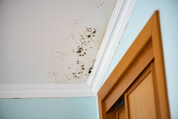 Best Mold Testing  in Thornton, IL