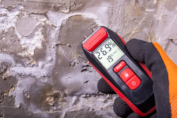 Best Mold Damage Repair  in Thornton, IL