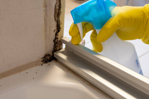 Attic Mold Removal in Thornton, IL