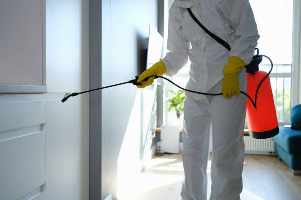 Best Mold Removal Company Near Me  in Thornton, IL