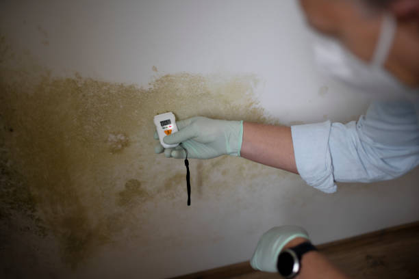 Best Commercial Mold Removal  in Thornton, IL