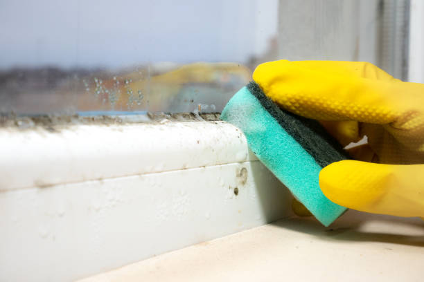 Best Mold Testing  in Thornton, IL