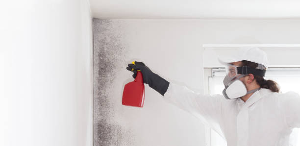 Best Emergency Mold Removal  in Thornton, IL
