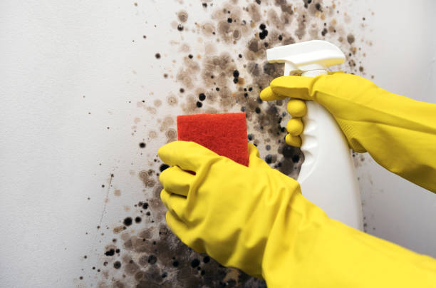 Best Mold Removal Near Me  in Thornton, IL
