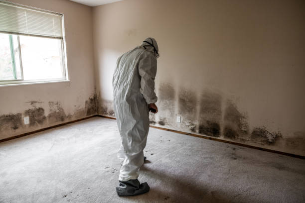 Office Mold Removal Services in Thornton, IL