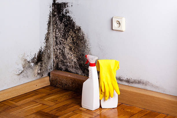 Best Certified Mold Removal  in Thornton, IL