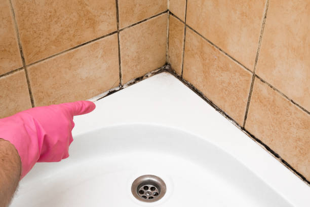 Trusted Thornton, IL Mold Removal Experts